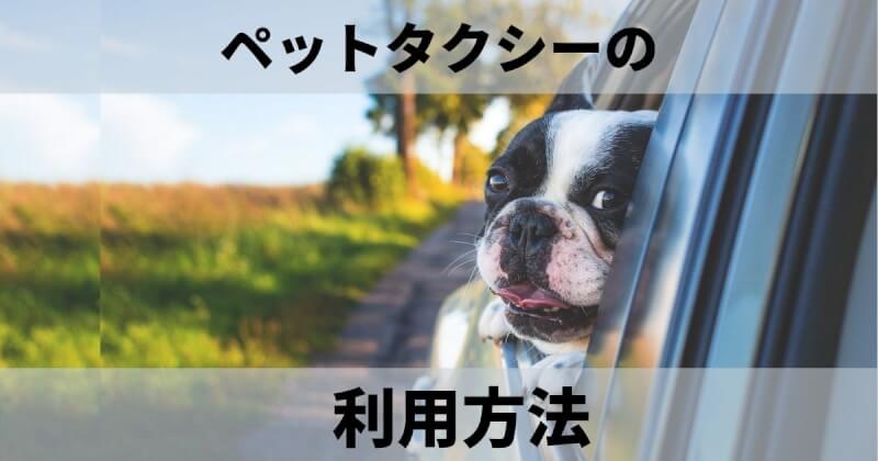 【東京・神奈川】柴犬とペットタクシーを利用する【比較と体験談】